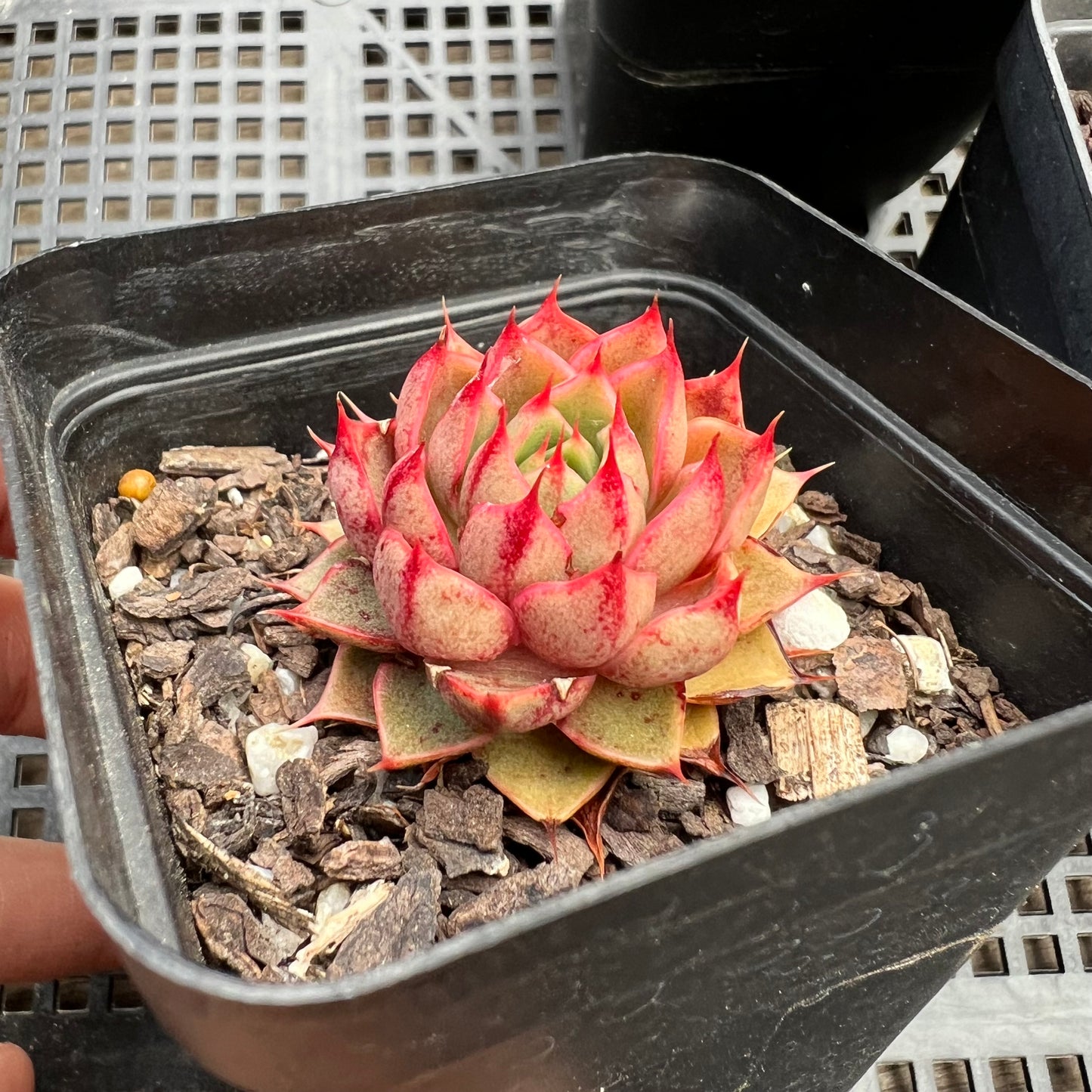 Echeveria Pop Star (small)