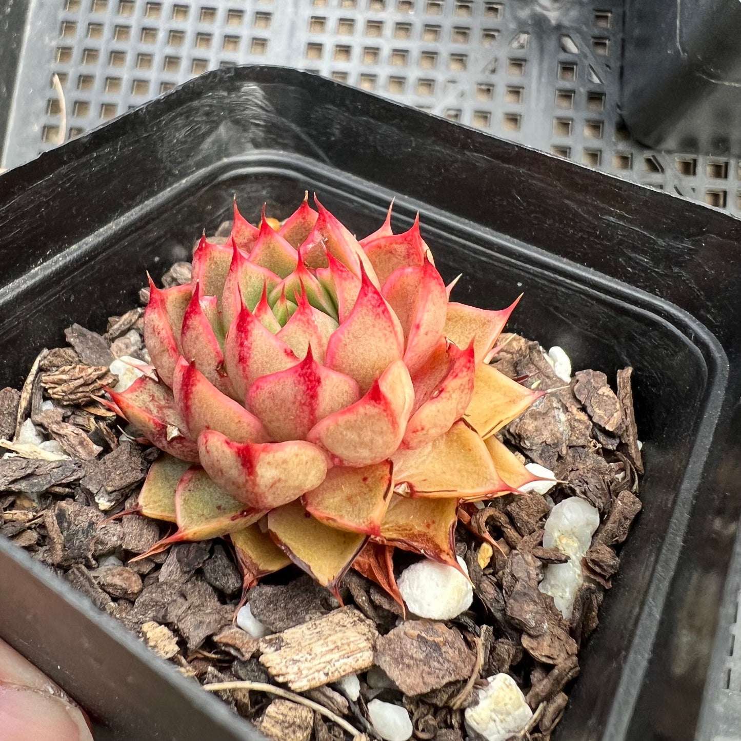 Echeveria Pop Star (small)