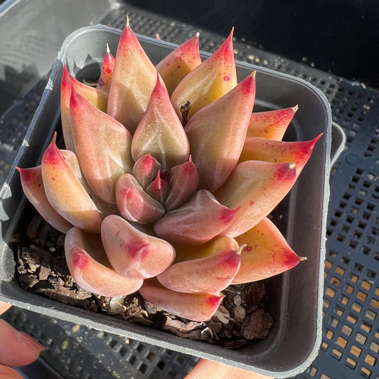 Echeveria Psyche