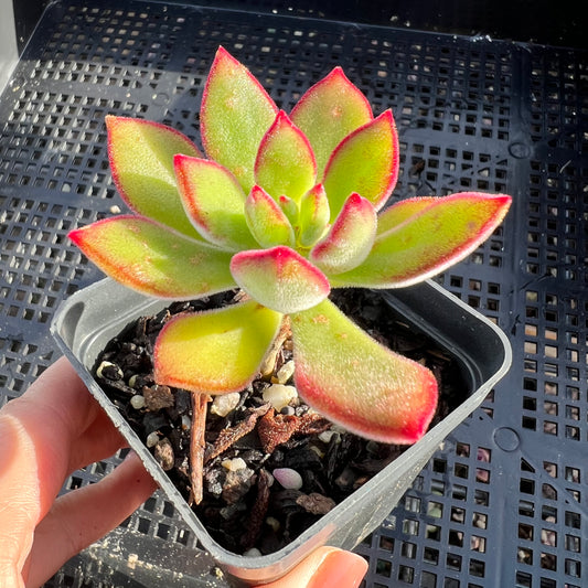 Echeveria Pulvinata