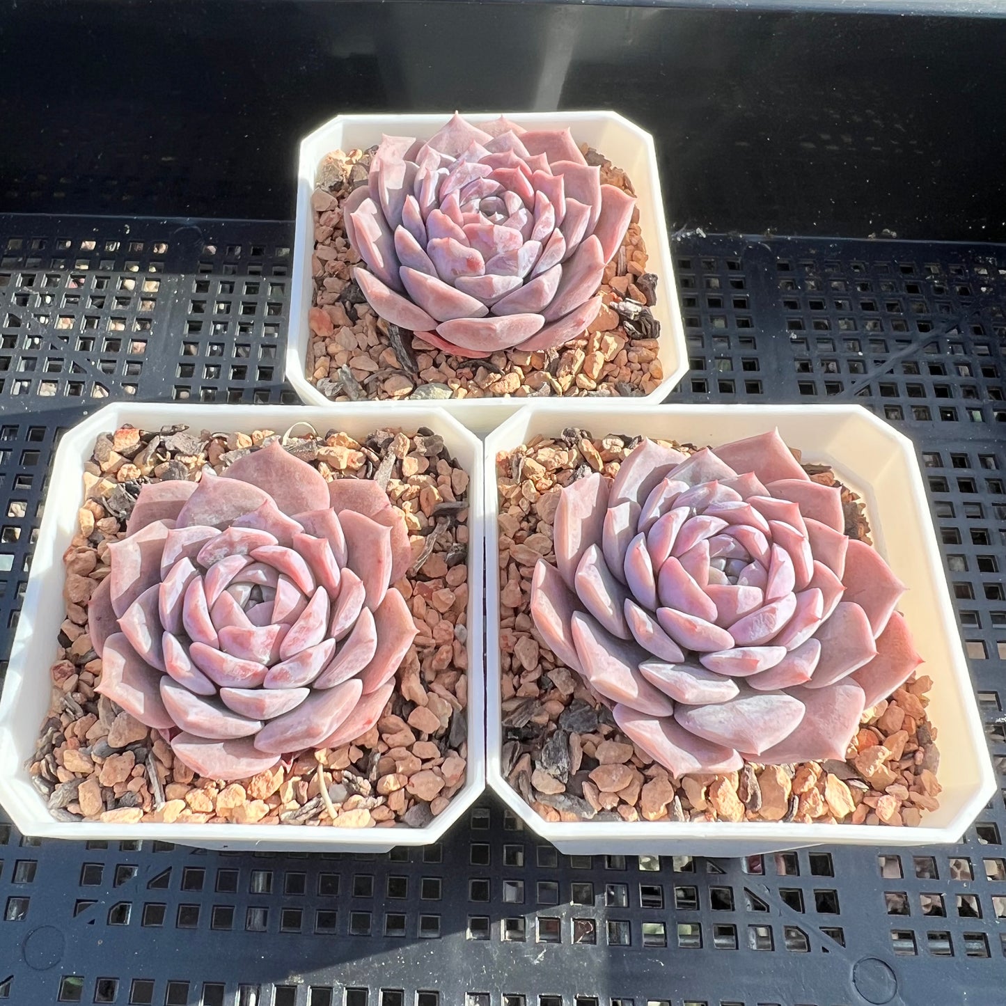 Echeveria Pure Love