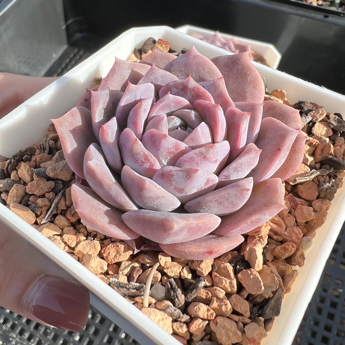 Echeveria Pure Love