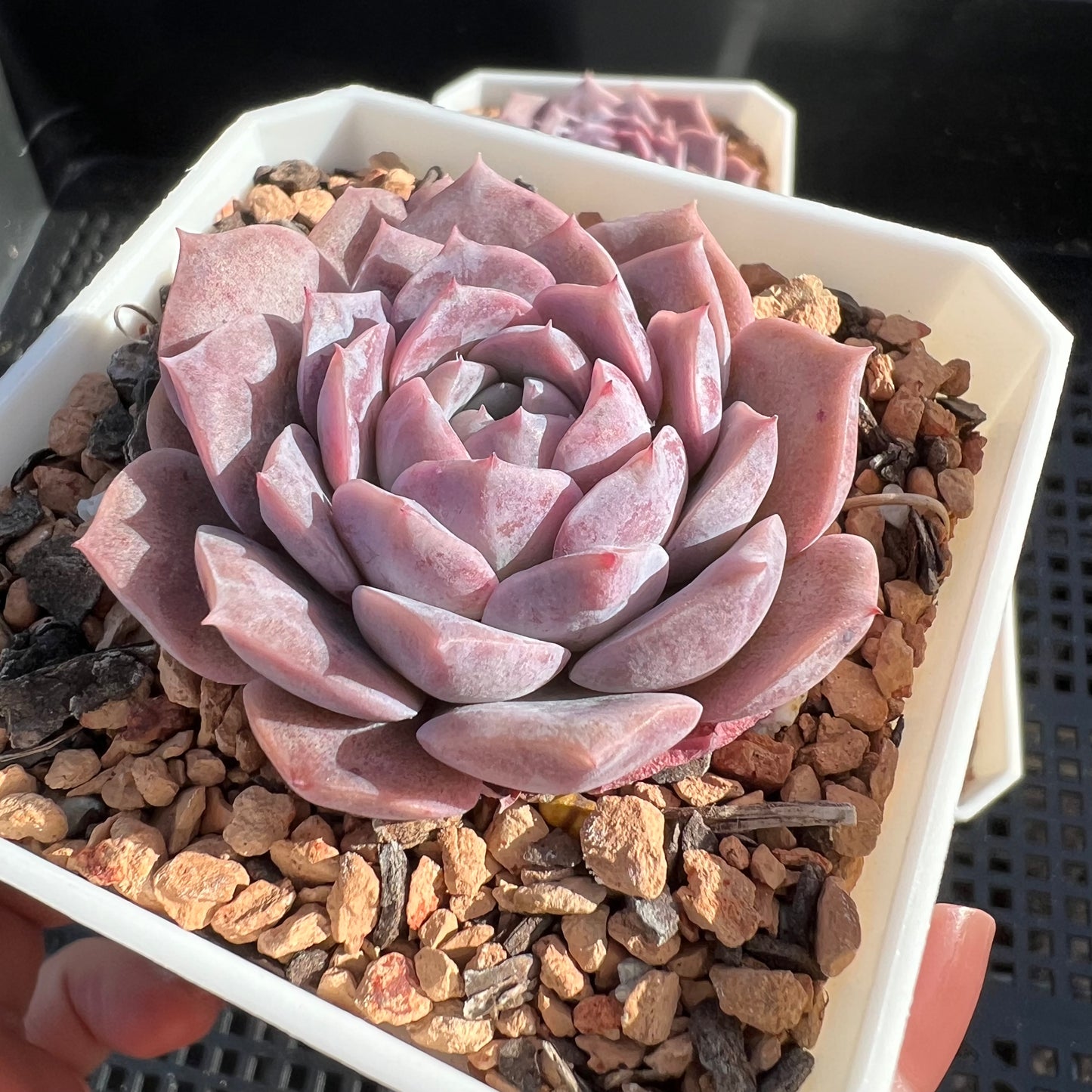 Echeveria Pure Love