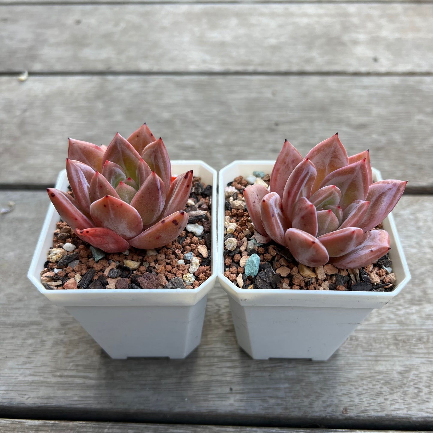 Echeveria Purple Champagne