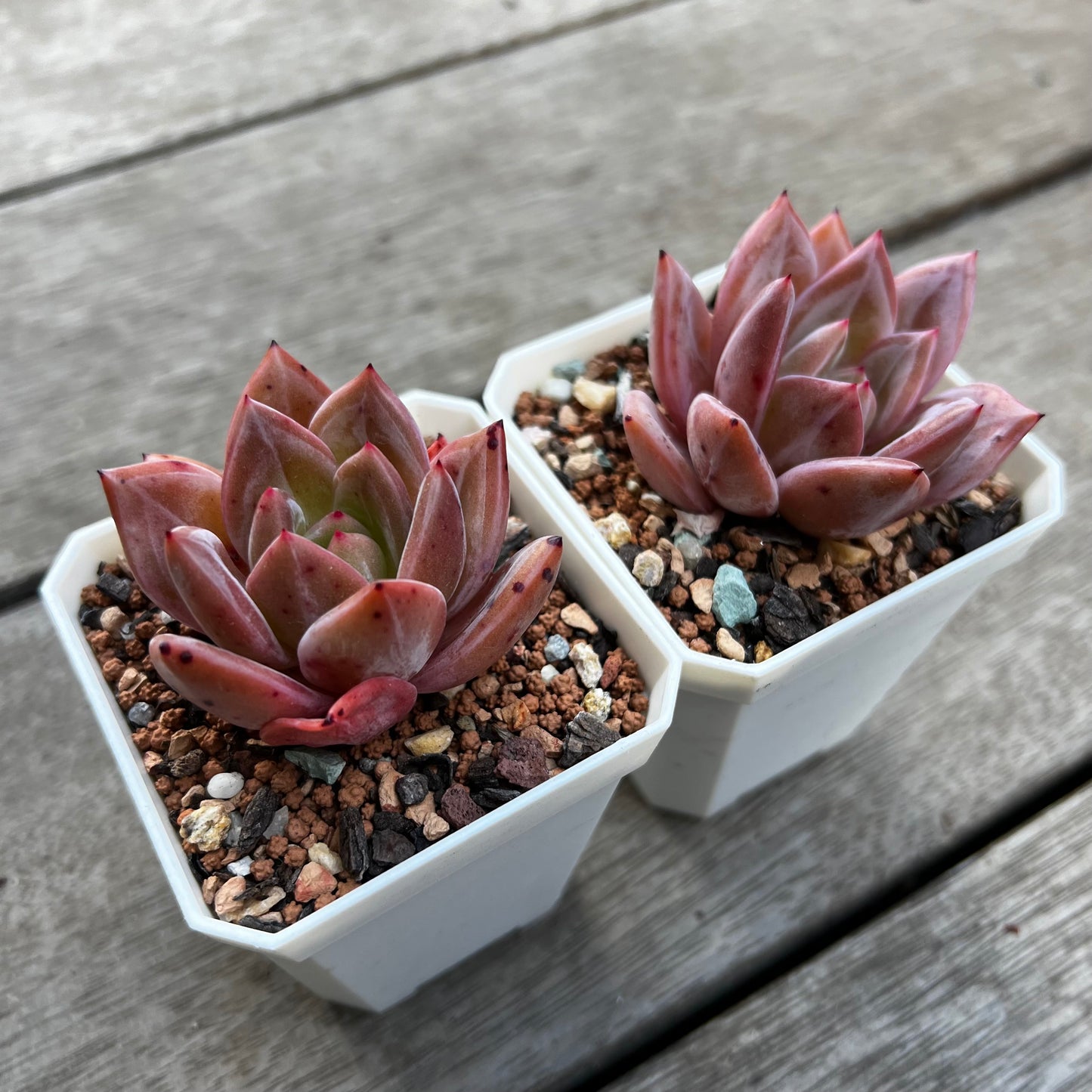 Echeveria Purple Champagne