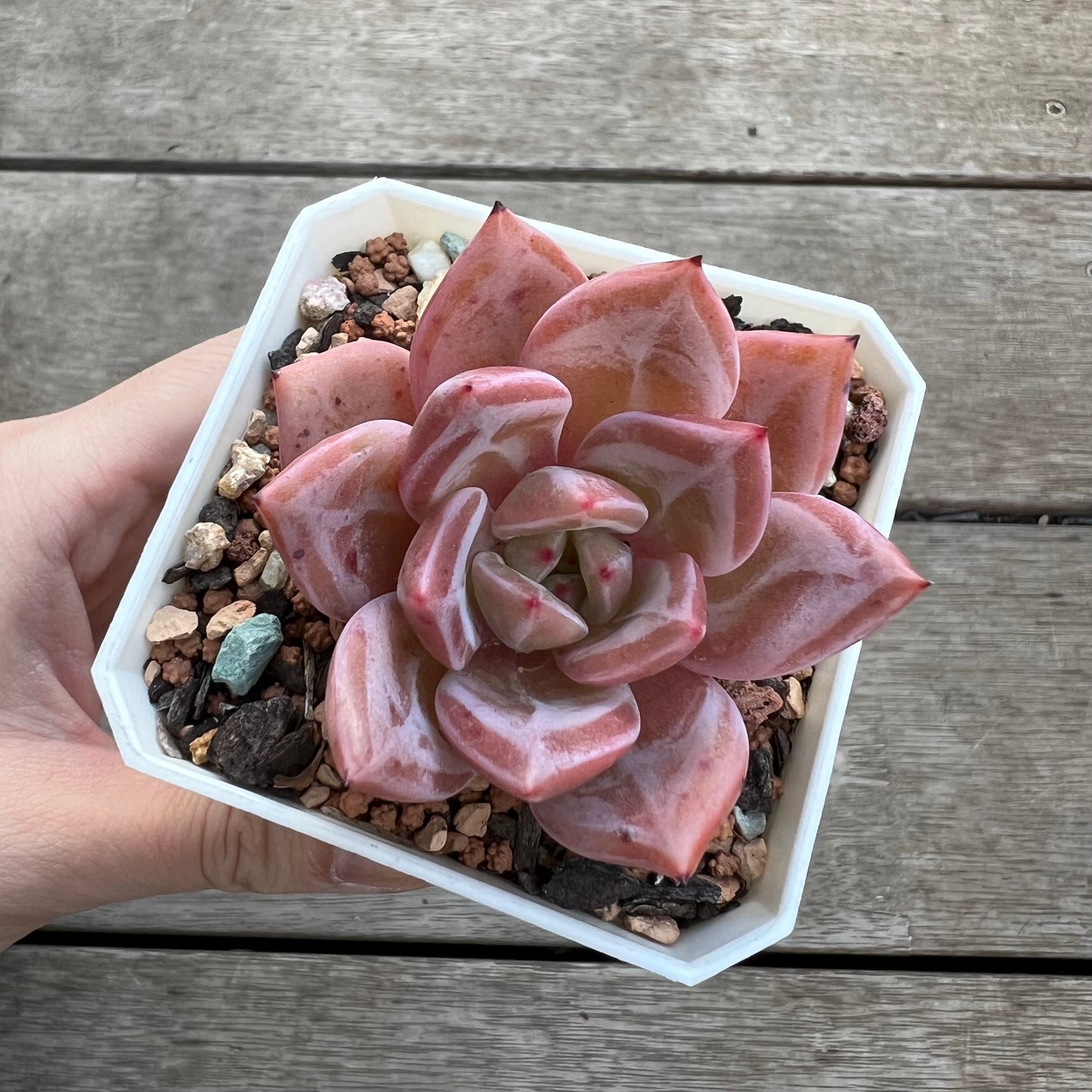 Echeveria Purple Champagne