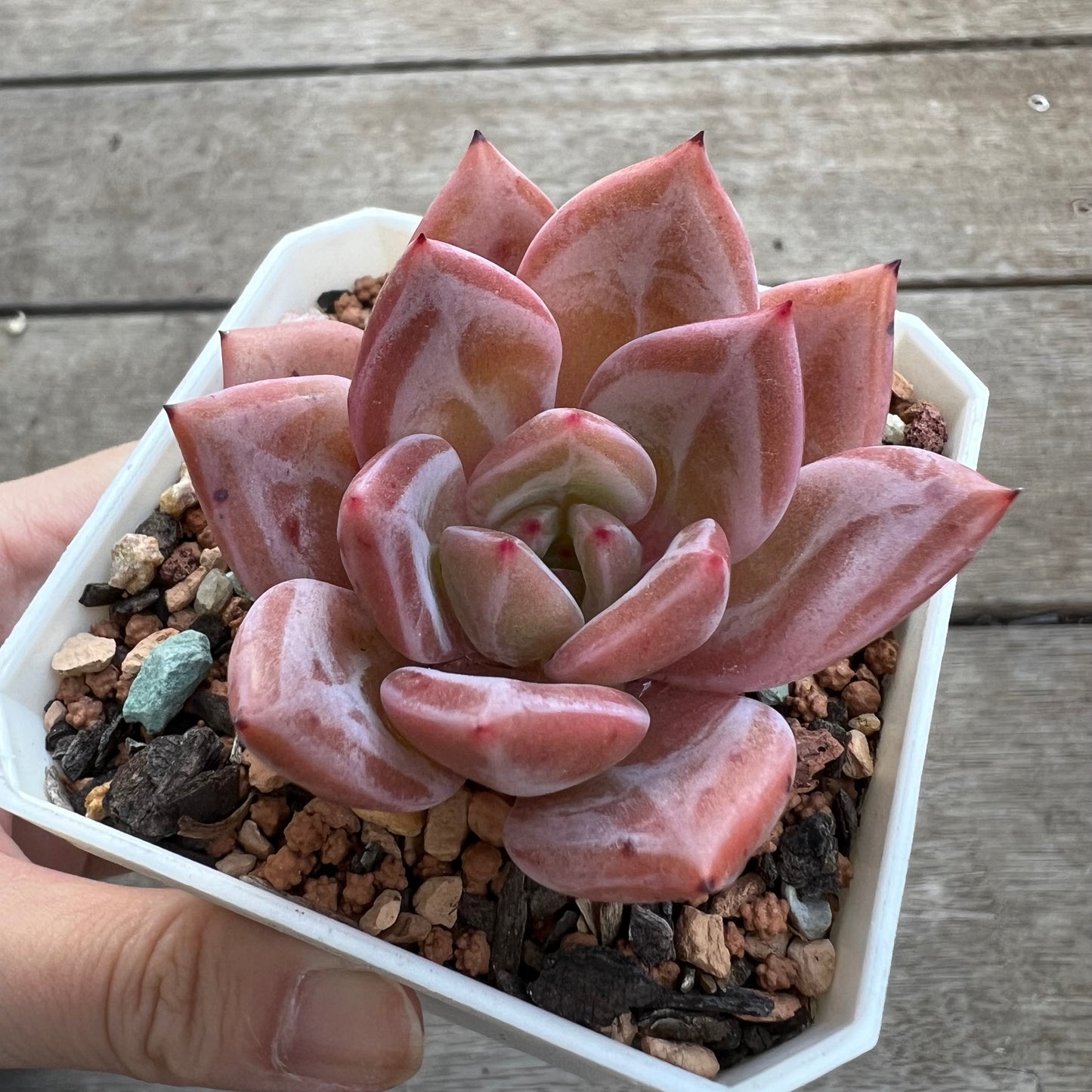 Echeveria Purple Champagne