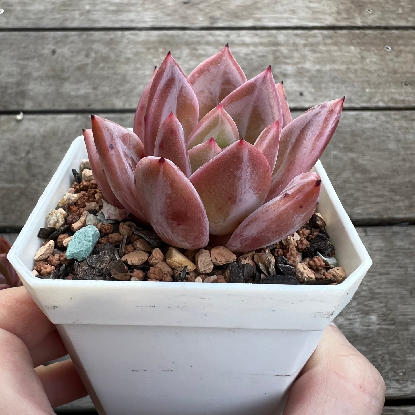 Echeveria Purple Champagne