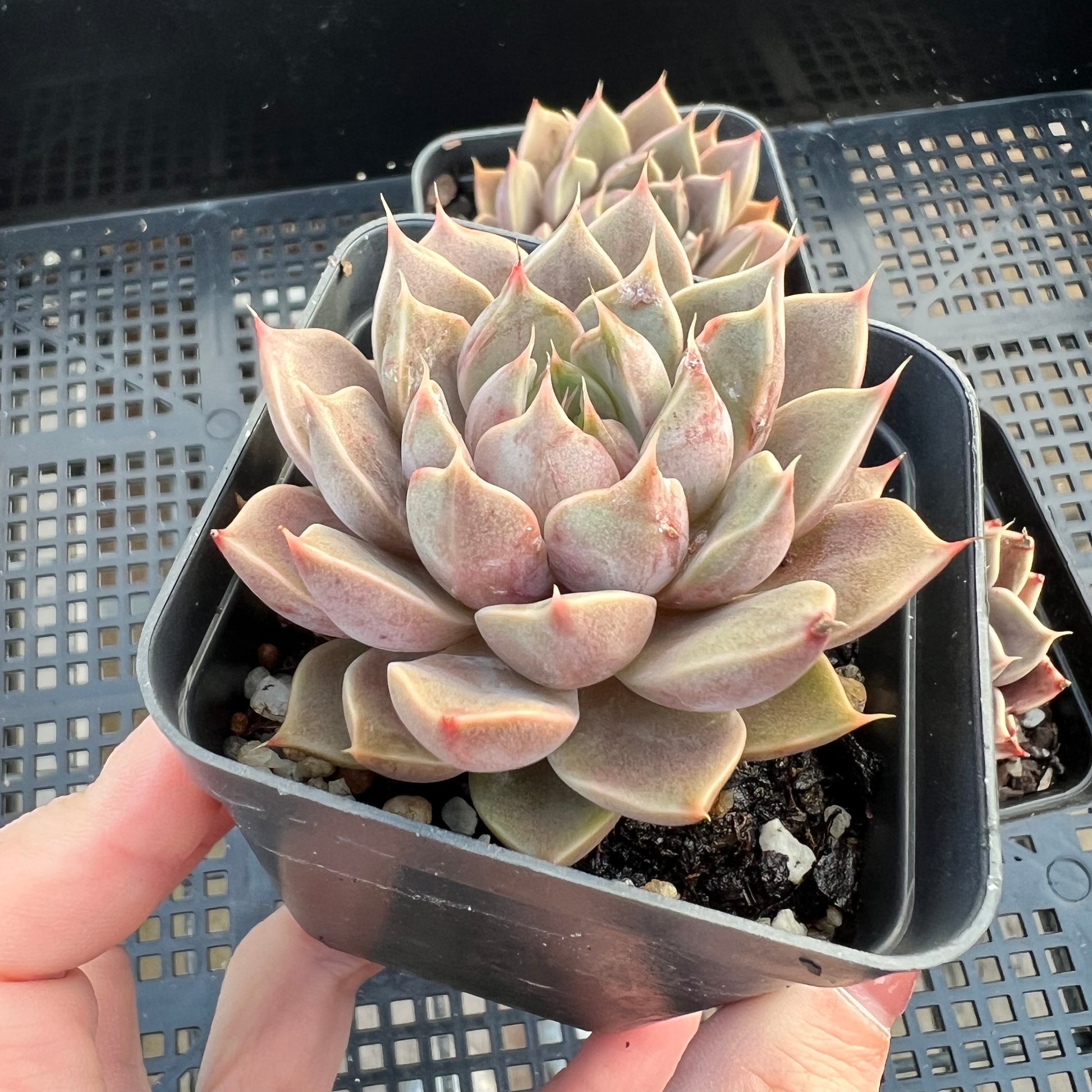purple dream succulent Echeveria Purple Dream