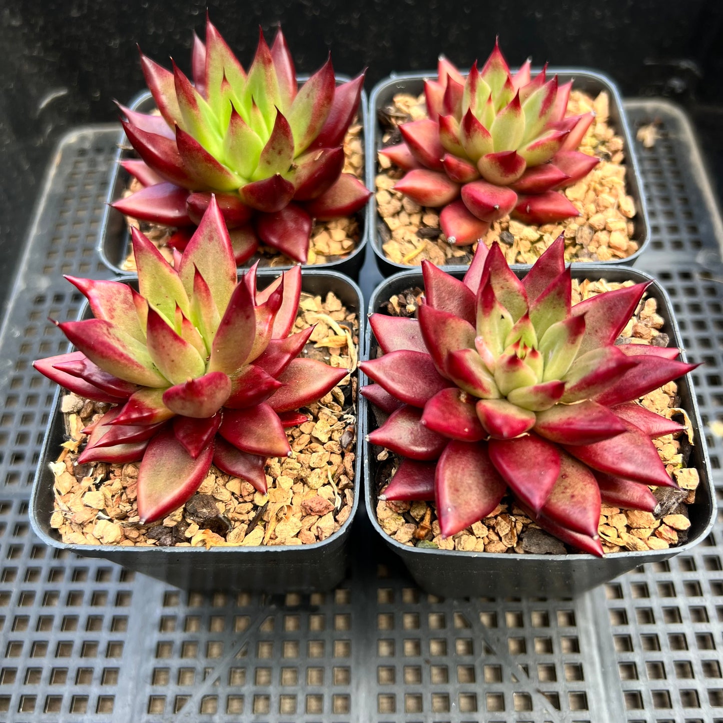 Echeveria Red Psyche