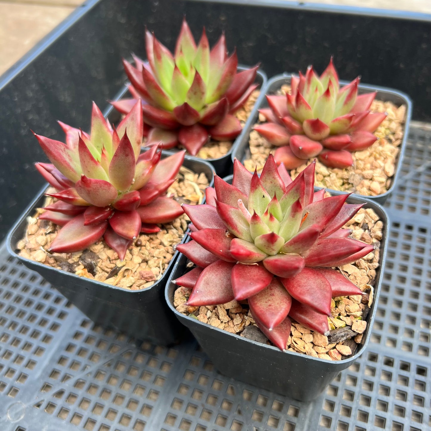 Echeveria Red Psyche