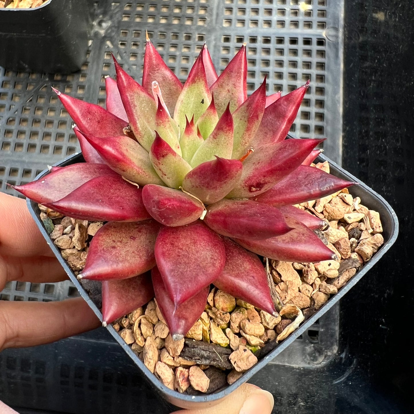 Echeveria Red Psyche