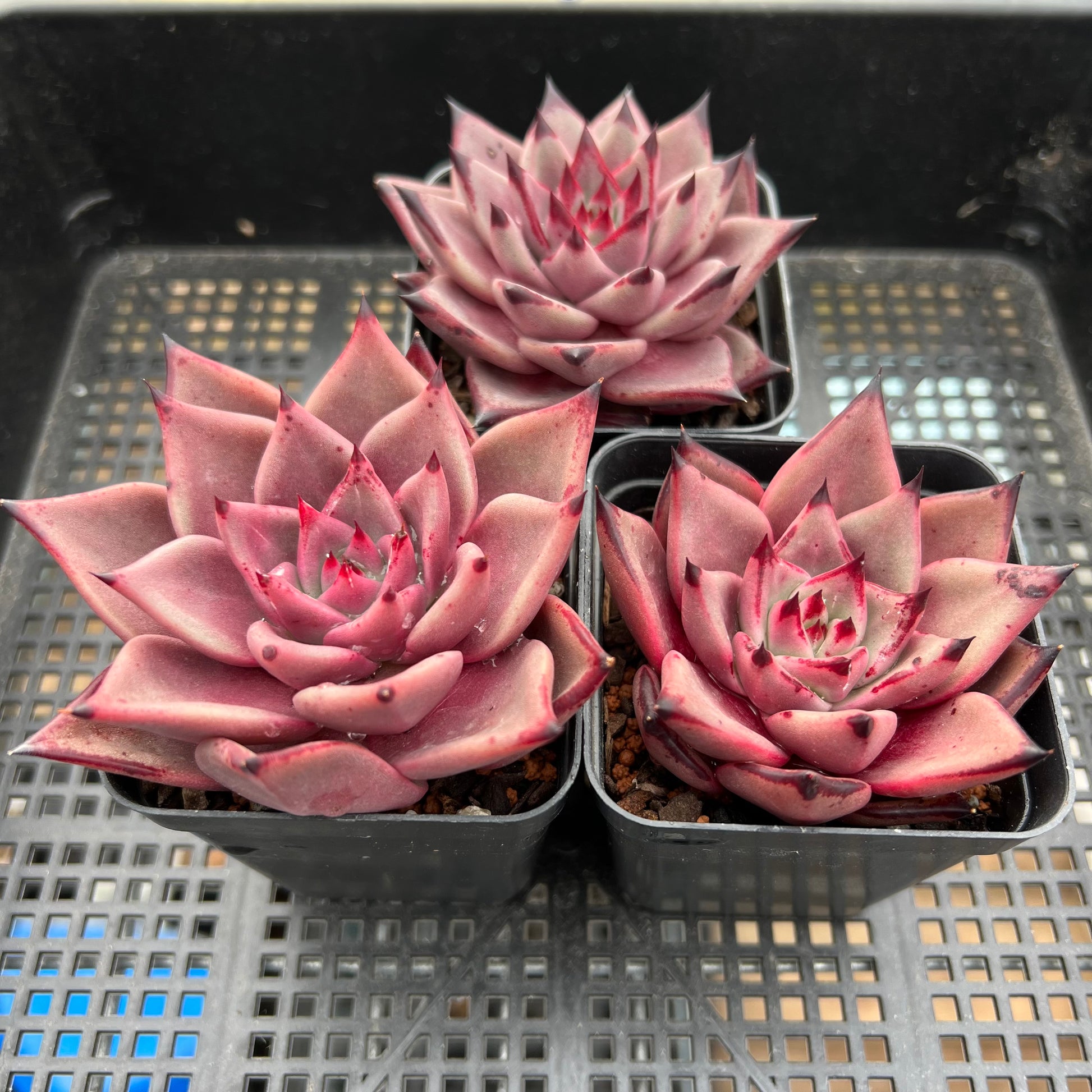 romeo succulent Echeveria Romeo – Bella Succulent Garden