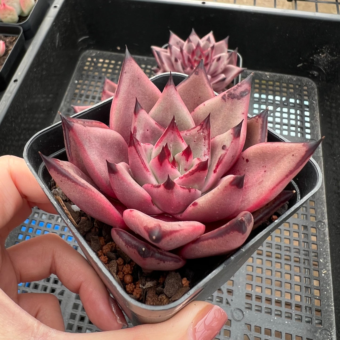 Echeveria Romeo