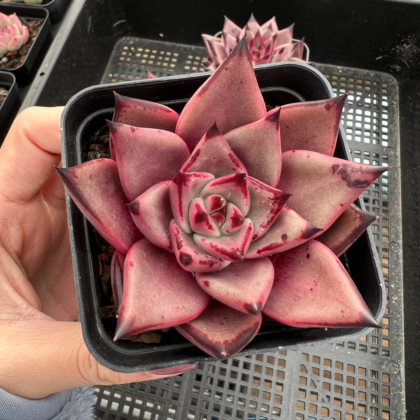 Echeveria Romeo