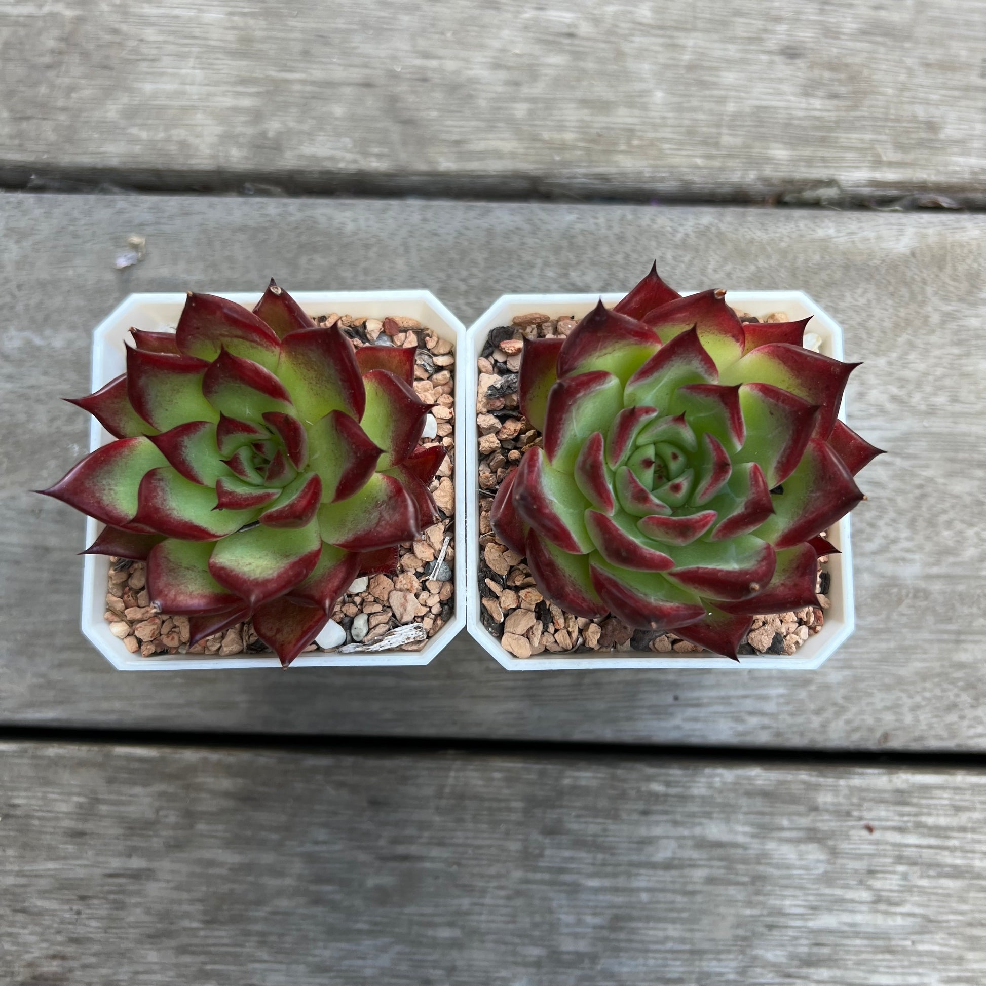 sara's succulents Echeveria 'Sara Boni' – Bella Succulent Garden