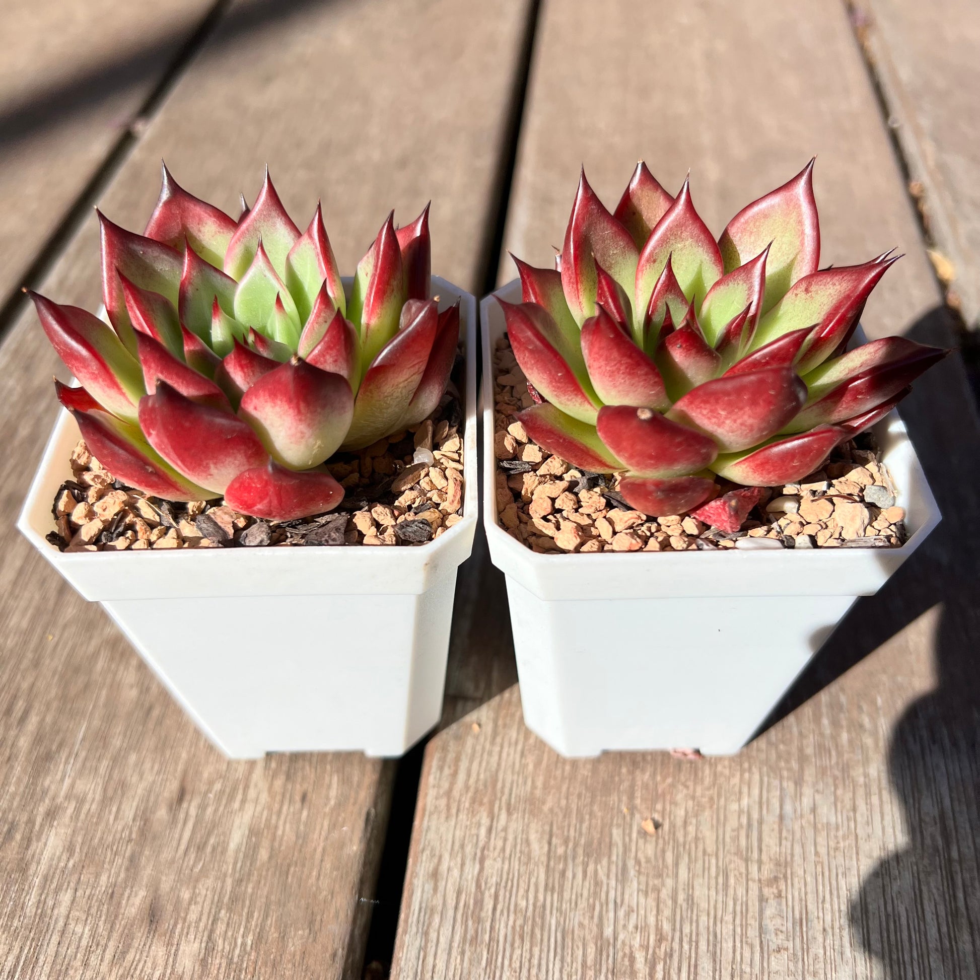 sara's succulents Echeveria 'Sara Boni' – Bella Succulent Garden