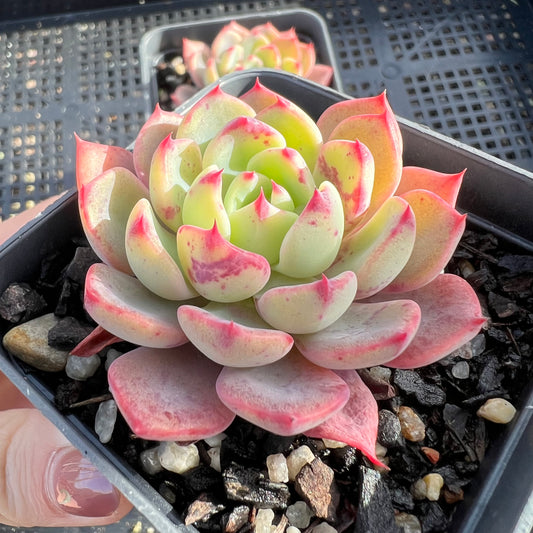 Echeveria Schichifuku Bini