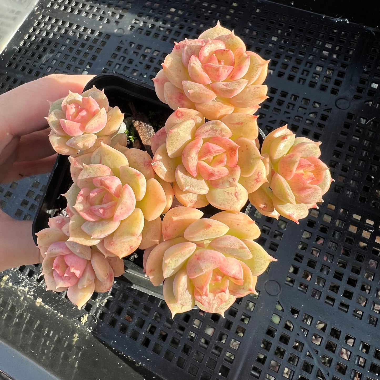 Echeveria Semnan/Nicksana