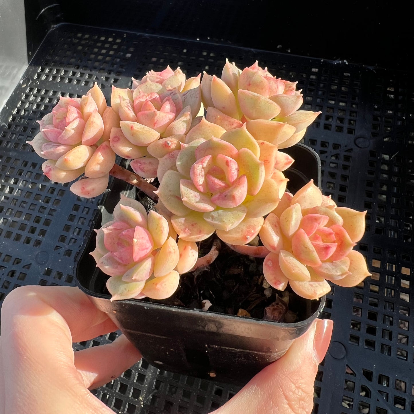 Echeveria Semnan/Nicksana