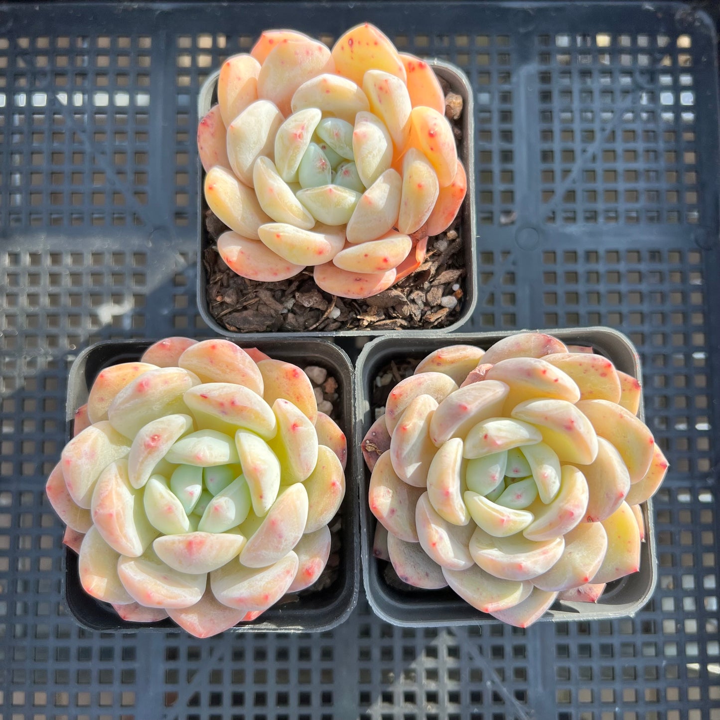 Echeveria Snow Angel