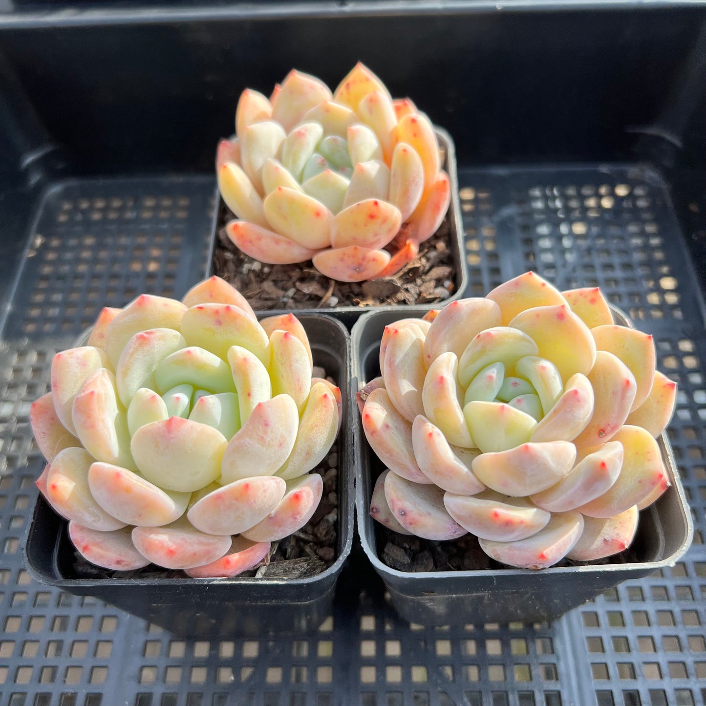 Echeveria Snow Angel