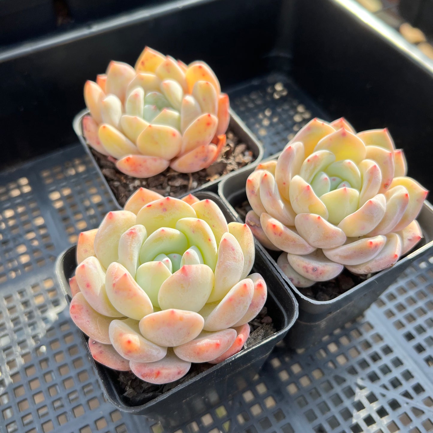 Echeveria Snow Angel