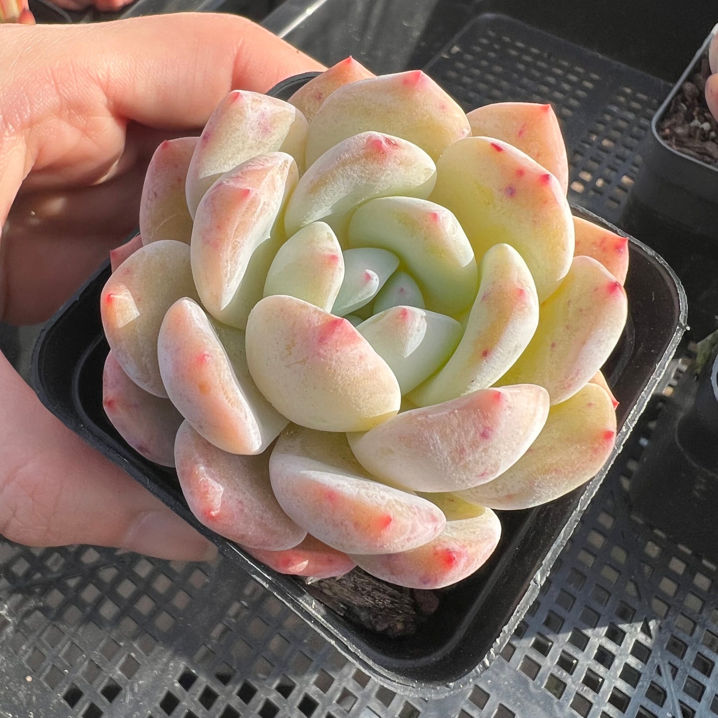 Echeveria Snow Angel