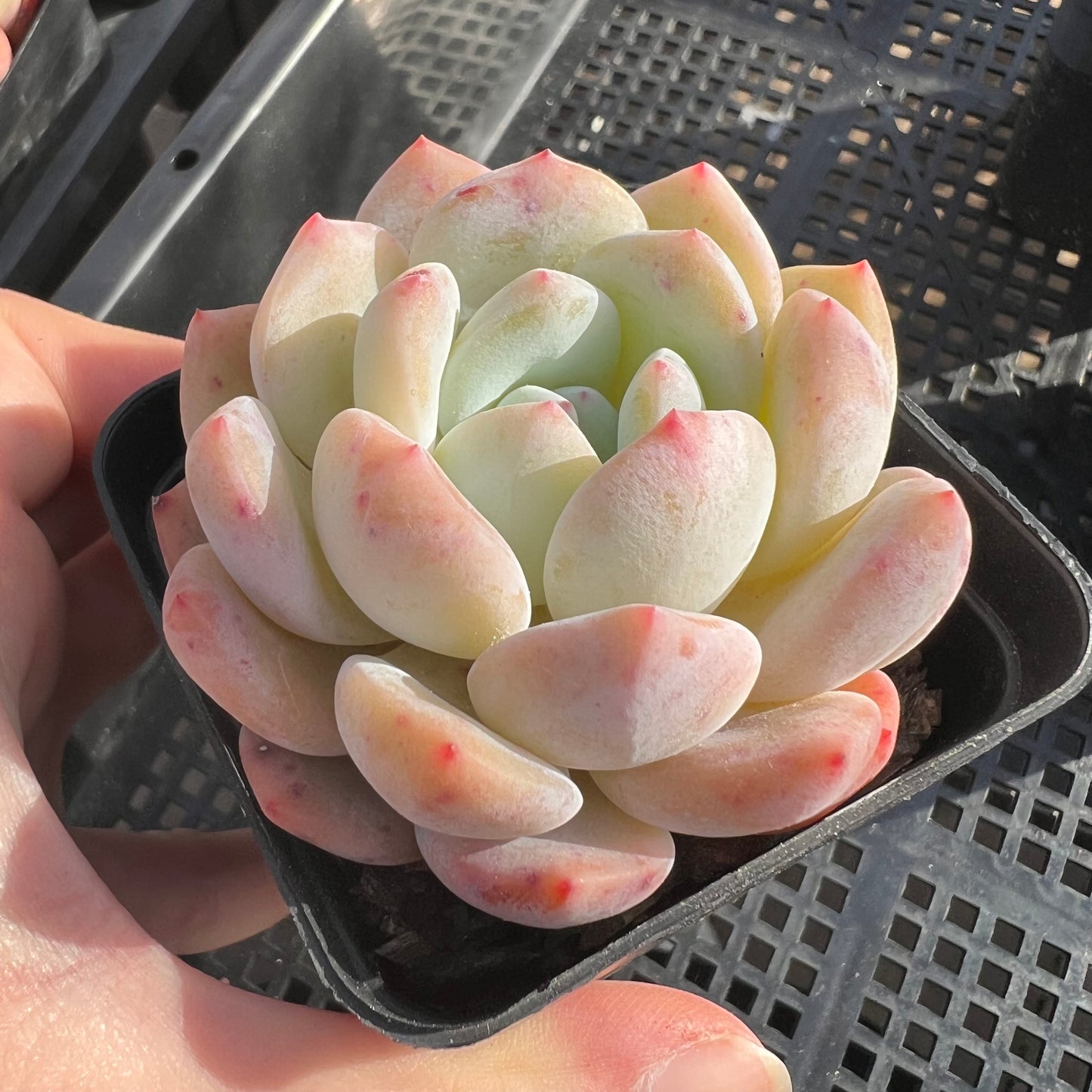 Echeveria Snow Angel