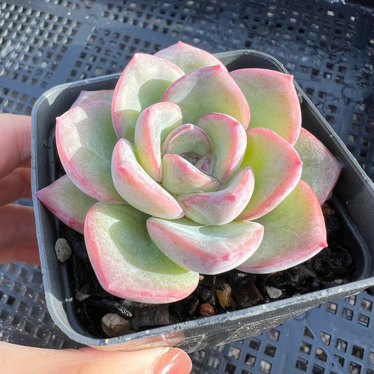 Echeveria Strawberry Puff