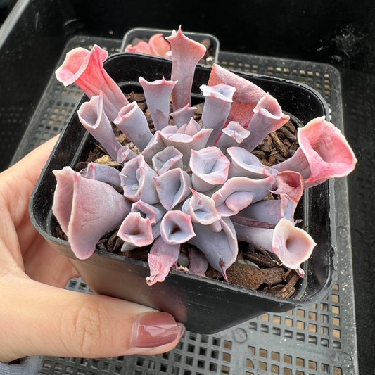 Echeveria Trumpet Pinky