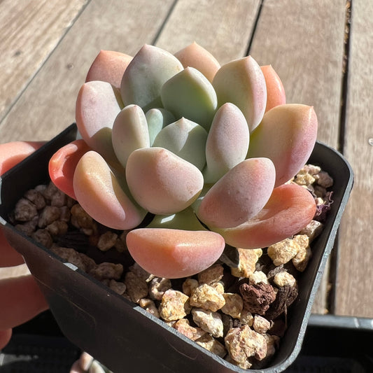 Graptoveria White Dew