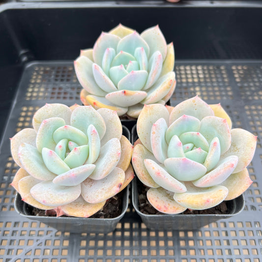 Echeveria White Storm 'Byakuran'