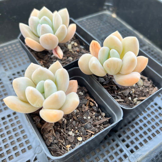 Echeveria 'Lovell'