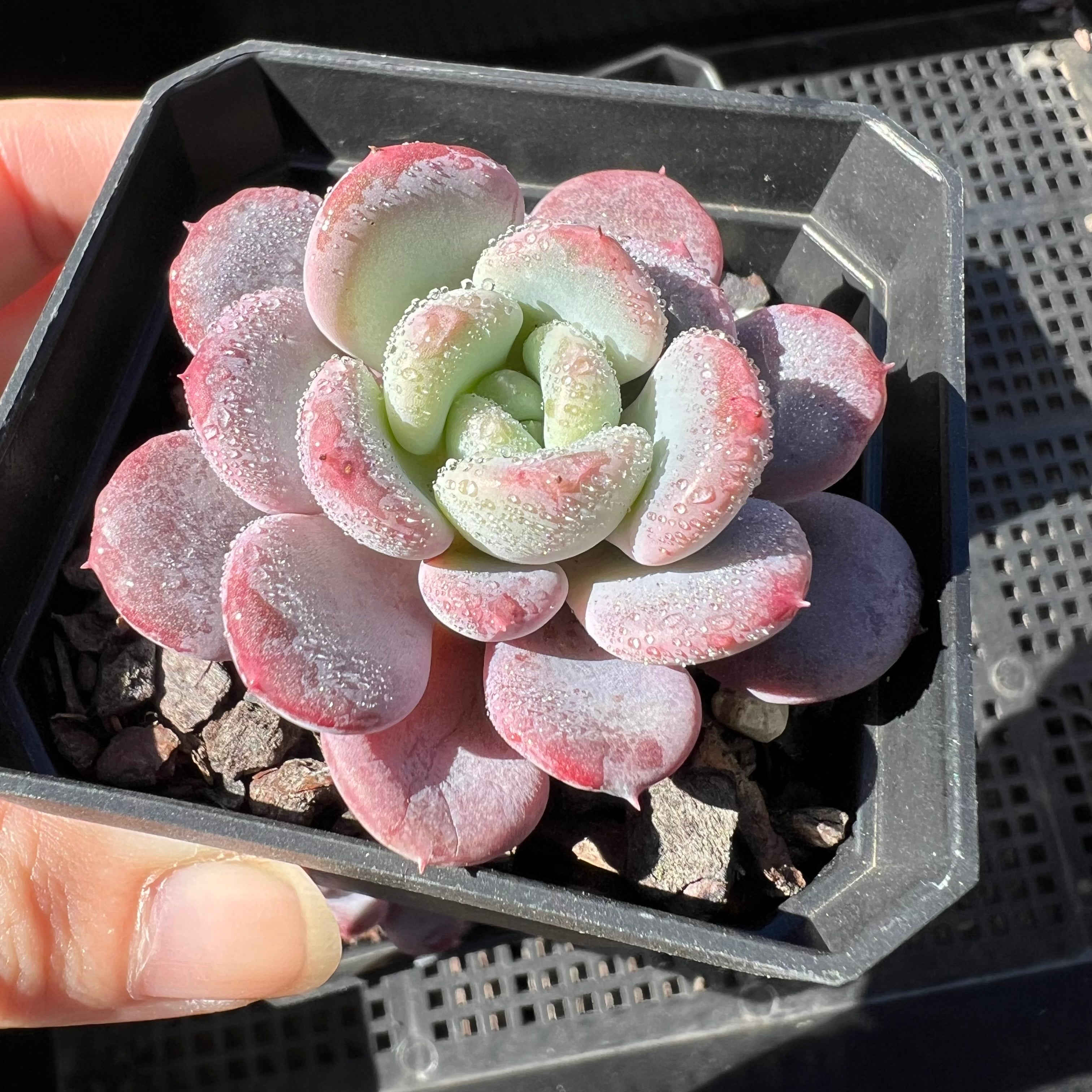 Echeveria 'Mulan' – Bella Succulent Garden