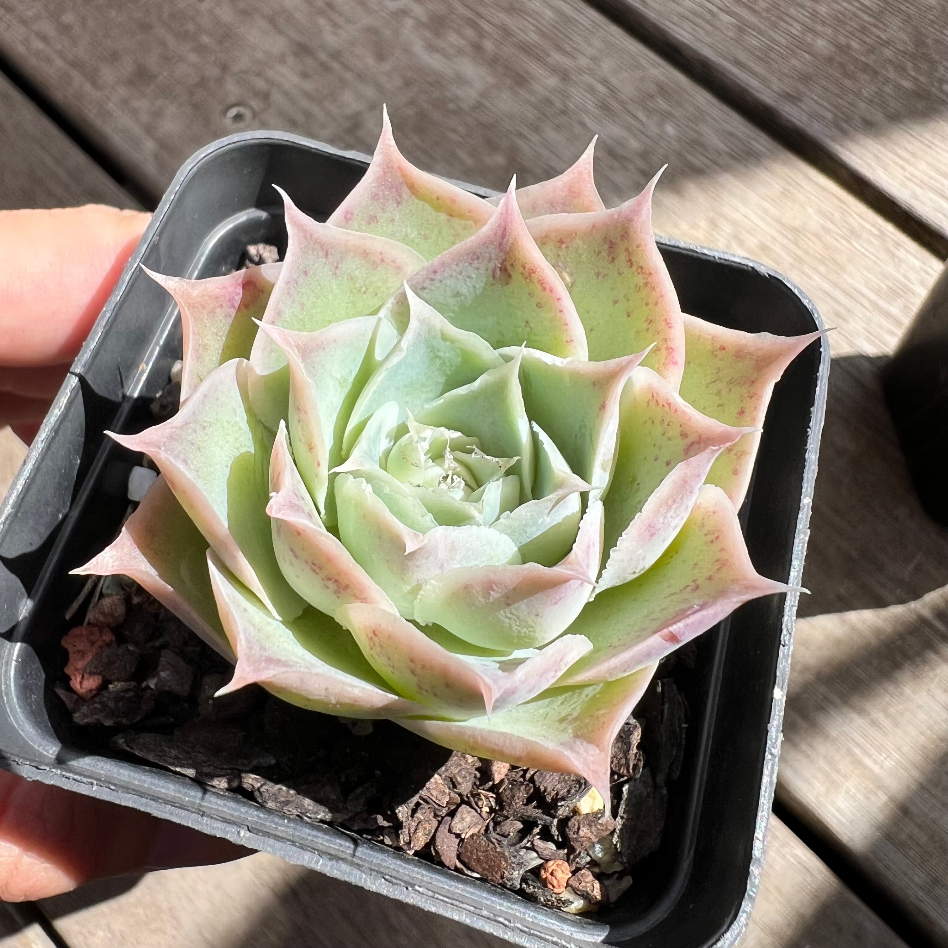 Echeveria simulans 'Laguna Sanchez' – Bella Succulent Garden