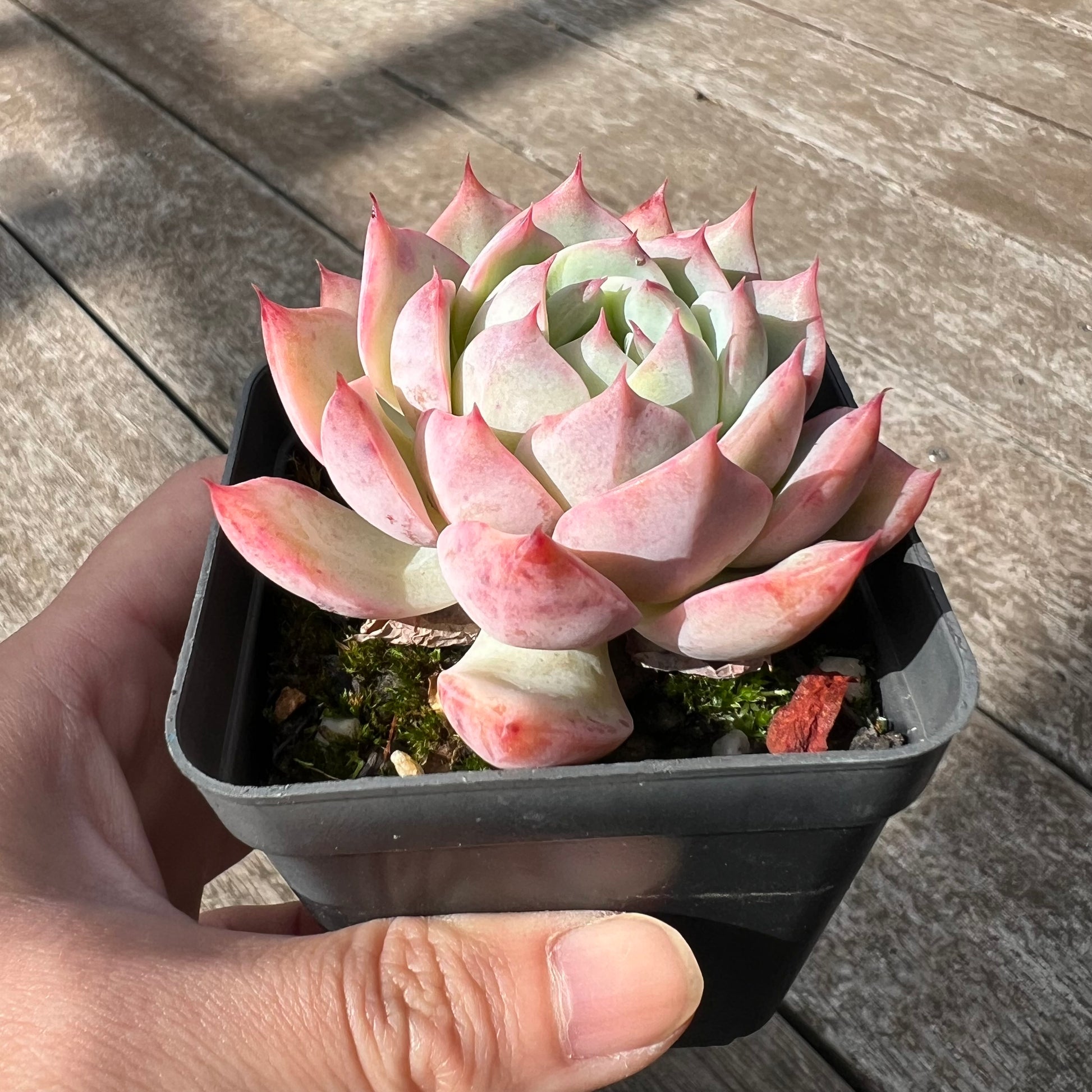 echeveria tippy pink succulent 1405 Echeveria Tippy – Bella Succulent Garden