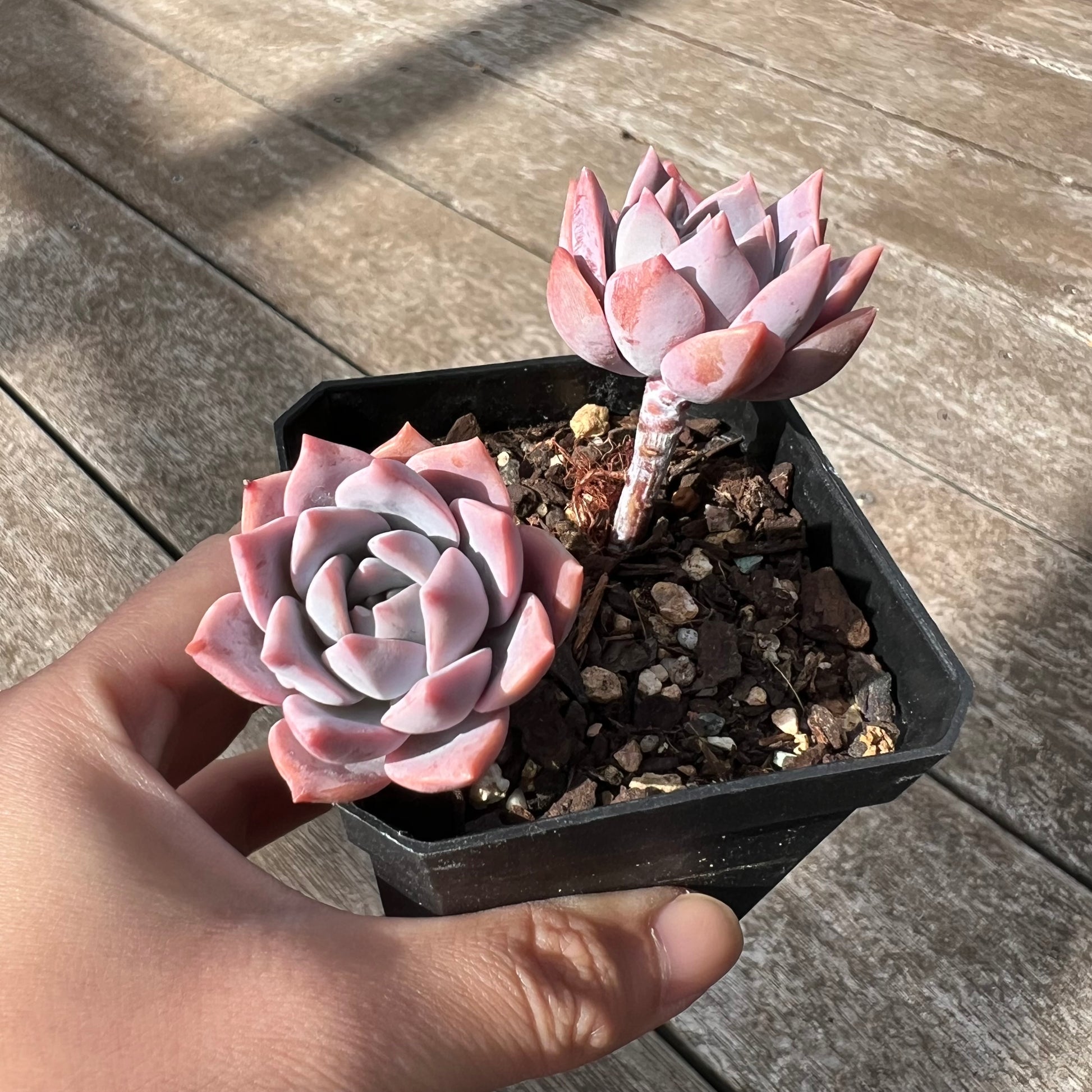 milky way succulent π Graptoveria Milky Way