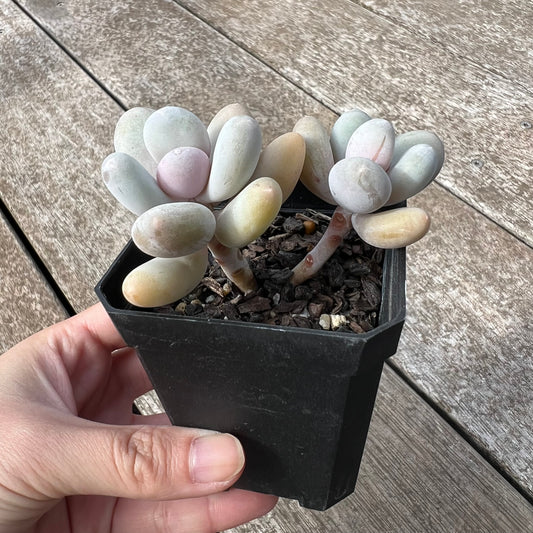 💝 Pachyphytum Orange Snowball
