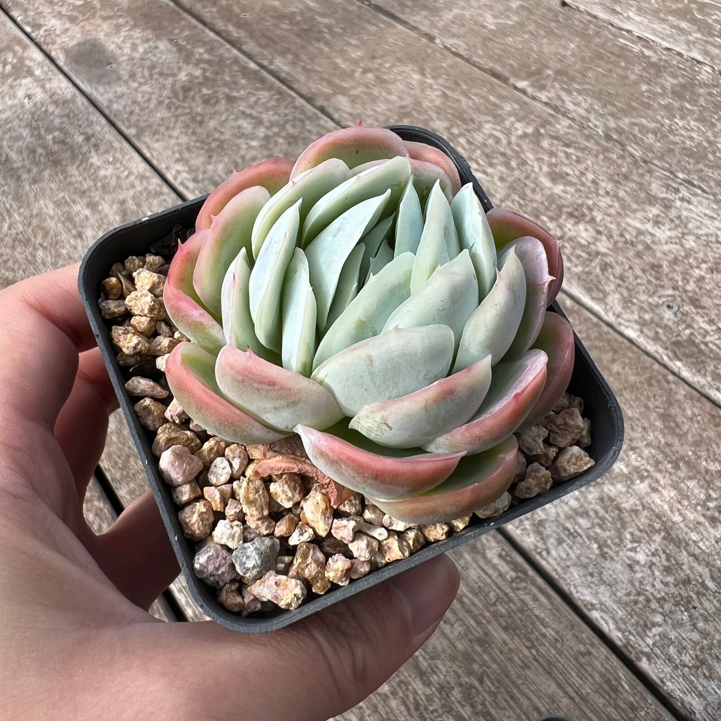 1405 Echeveria Lemon Berry