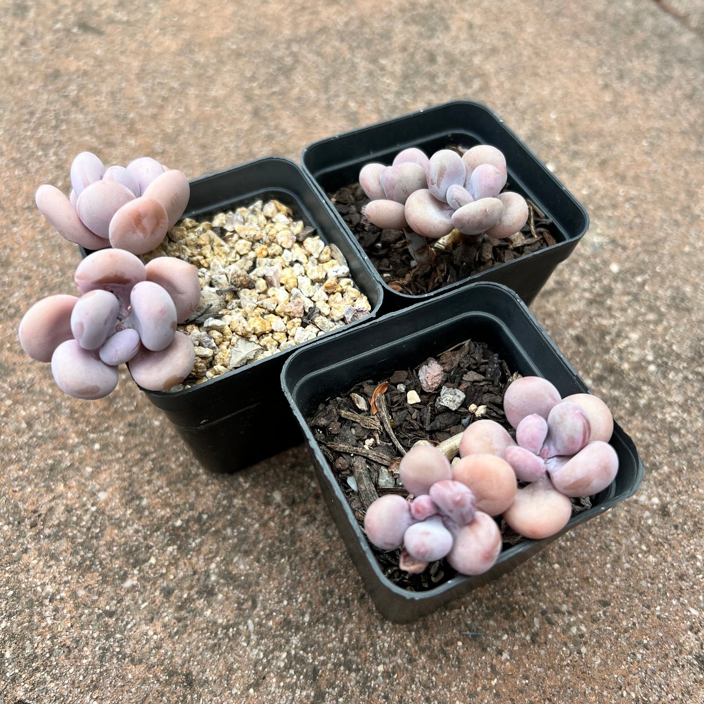 Graptopetalum Amethystinum / Lavender Pebbles
