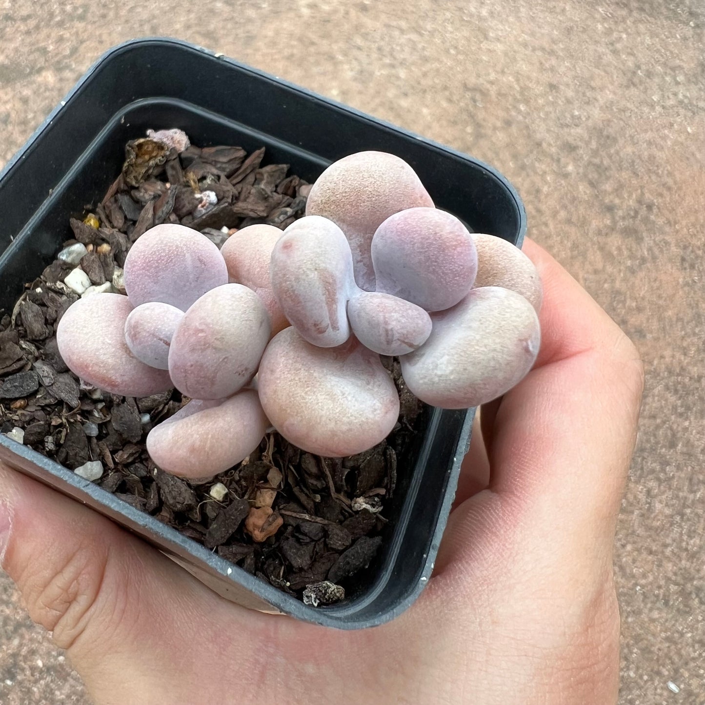 Graptopetalum Amethystinum / Lavender Pebbles