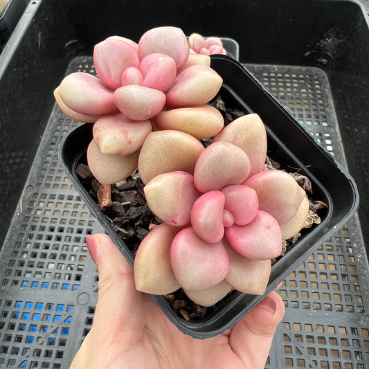 Graptoveria Avant Garde