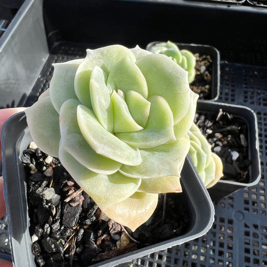 Graptoveria Lovely Rose