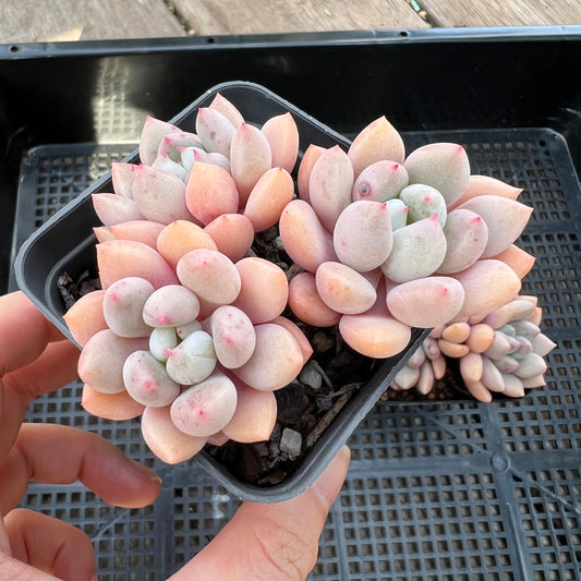 Graptoveria Orange Sherbet - PKJ