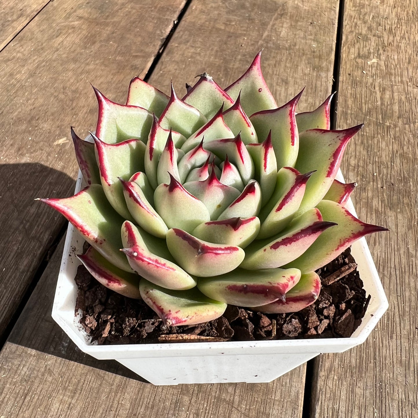 1107 Echeveria Lovely Q