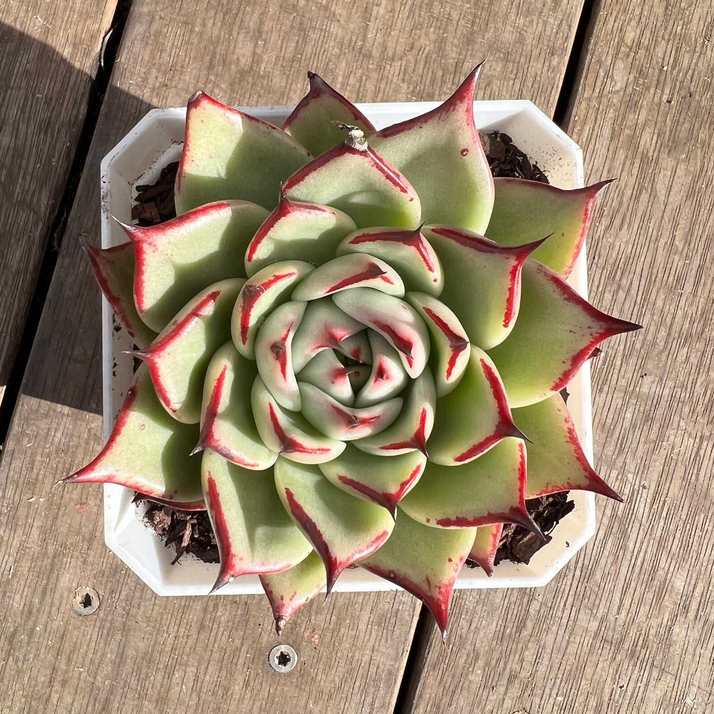 1107 Echeveria Lovely Q