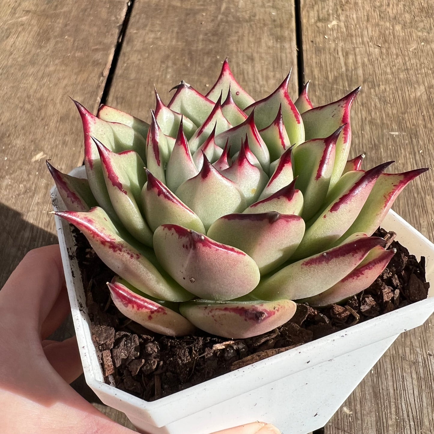 1107 Echeveria Lovely Q