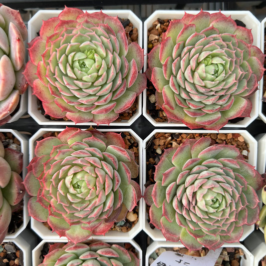 Echeveria Immortal Peach