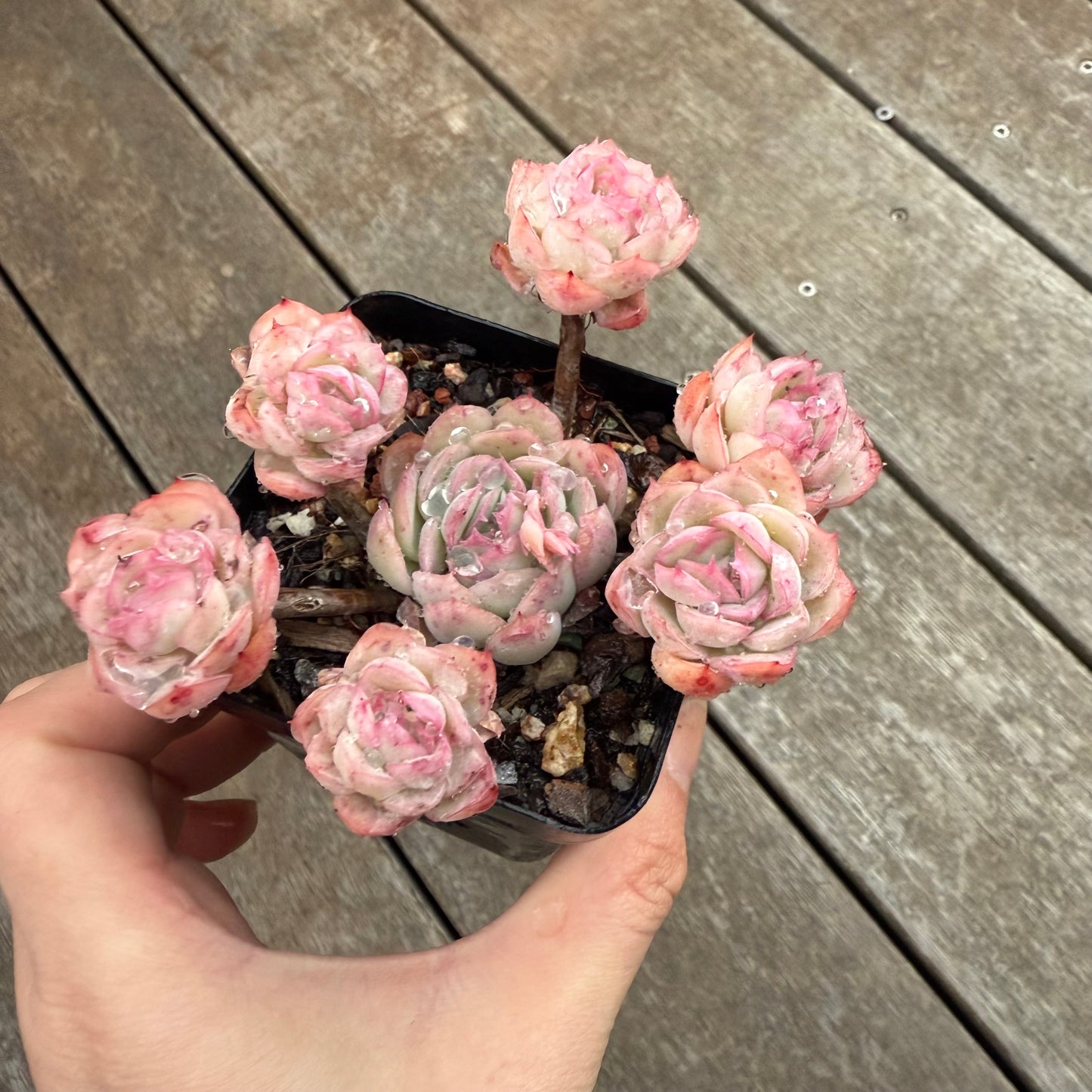 1609 Echeveria Raspberry - special link for Lianne